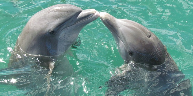 romantic boat rides in miami,romantic boat ride miami,miami romantic boat rides